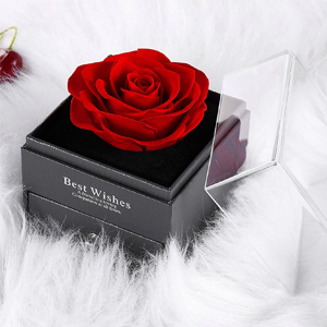 rose flower