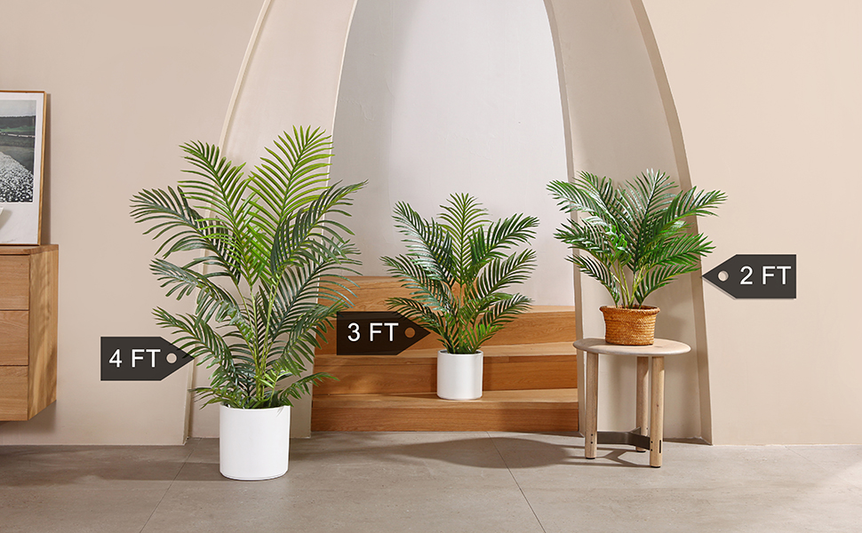Majesty Palm