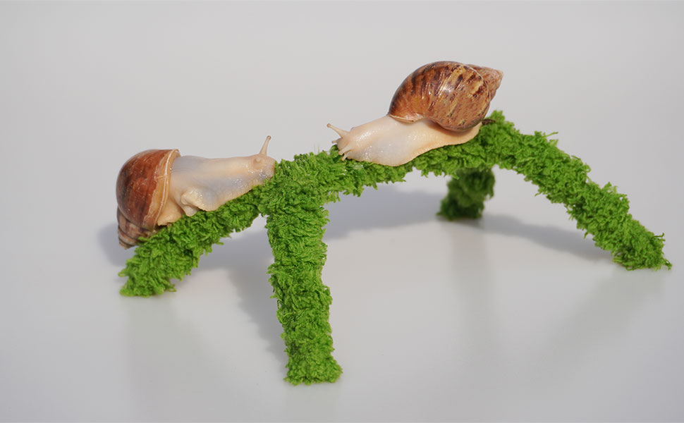 Pet Snail Climbing Toys