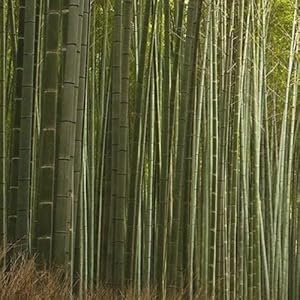 Bamboo Plant