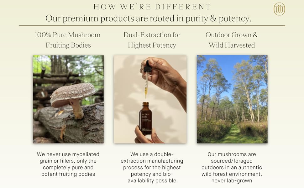 medicinal mushroom, mushroom extract, mushroom tincture, holistic tincture, lions mane