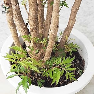 Amazon｜タイワンモミジ 6号鉢【品種で選べる観葉植物/1個売り