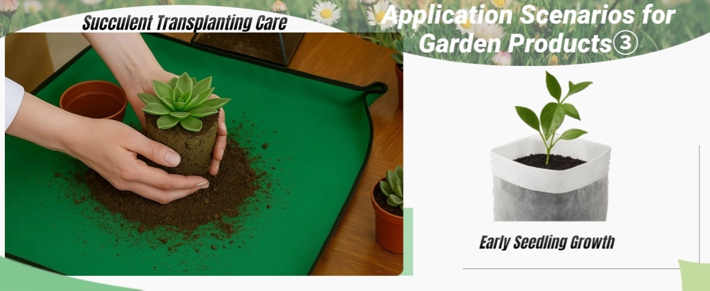 Succulent Transplanting Care