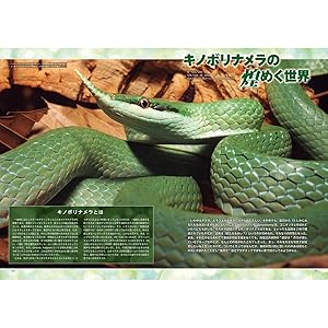 初期ビバリウムガイド 10冊セット① ビバリウムガイドNo.106は2024年8月2日発売！ ｜ エムピージェー