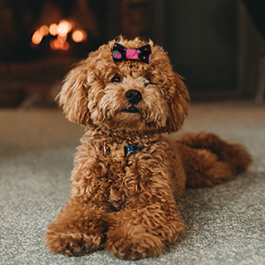 pet bows