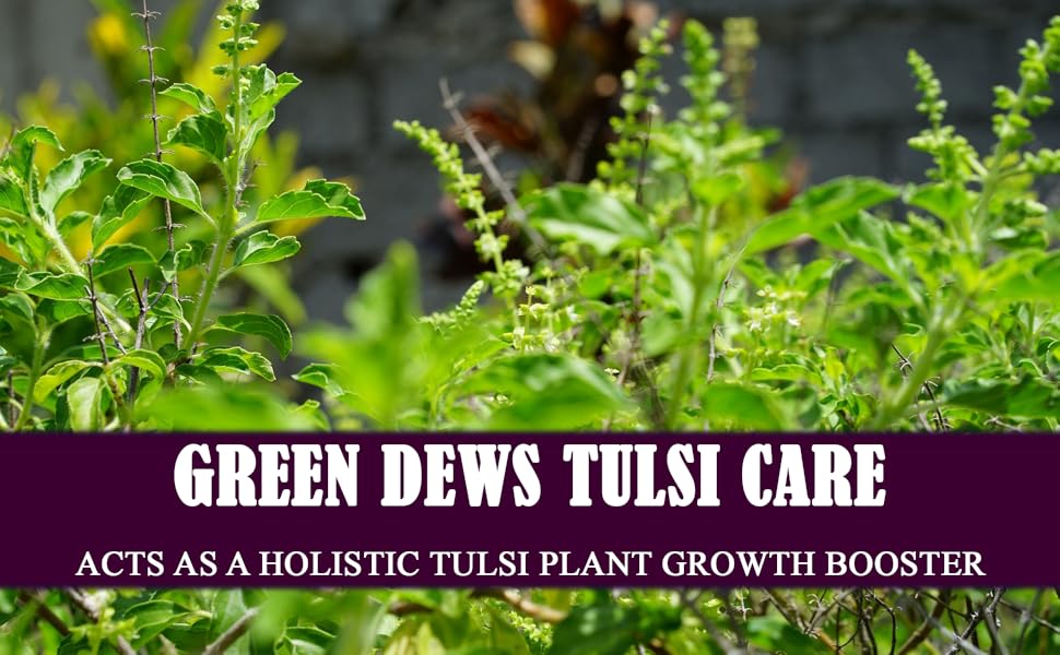 Green Dews Organic Tulsi Care Tulasi Basil Plant Fertilizer Khad for