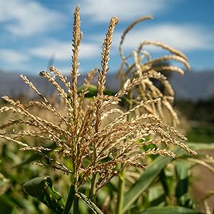 Organic-corn-seed xanadu zanadoo sweet-corn-seed corn organic seed seed-for-planting grain colored