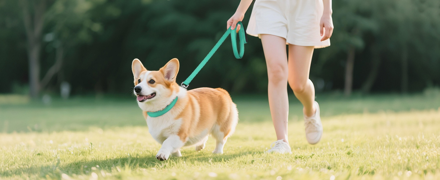 dog collars for small dogs