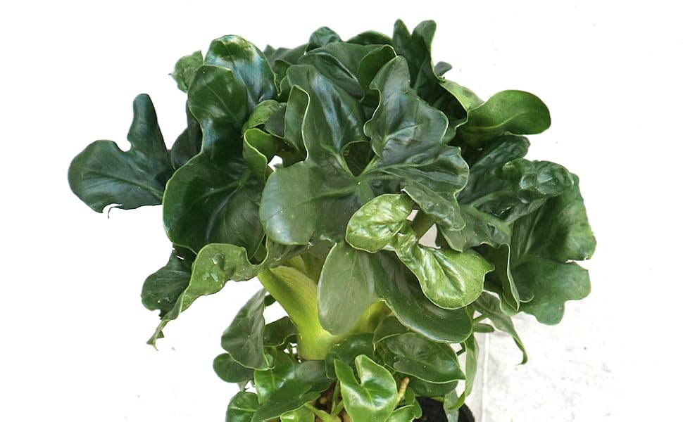 販売開始■23年育てた大きなセローム シンボルグリーン Amazon｜セローム・スーパーアトム3.5号鉢 2個セット【品種で選べる