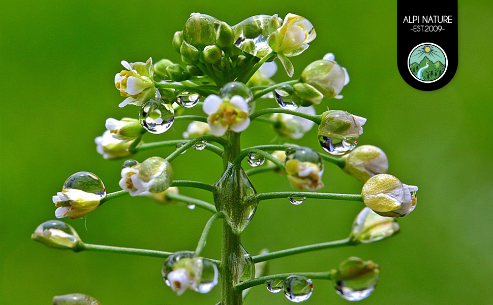 Shepherd's Purse Tea (250g, 8.8 oz), Shepherd's Purse herb, Cut, Gently