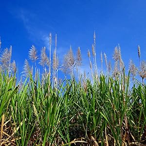 Sugar cane