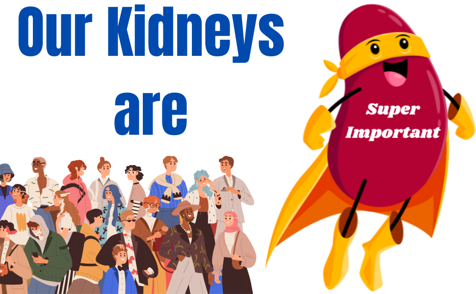 Kidneys Super Important