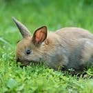 bunny eating grass