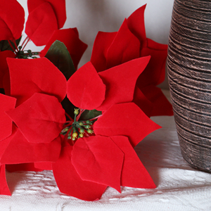 xmas flowers outdoor