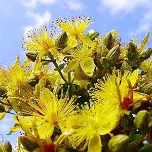 Closeup of yellow flower growing amidst green leaves
