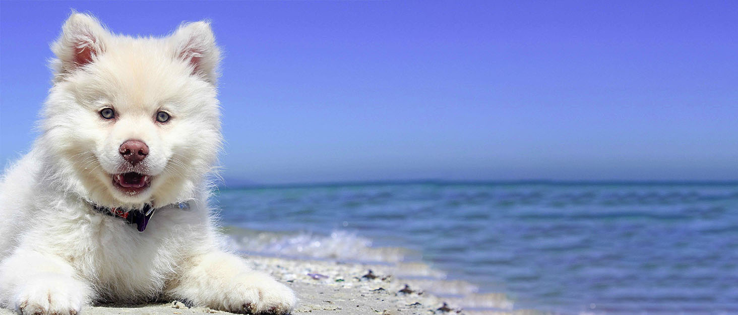 Brillirare 4 Pack Flea Lice Comb, Stainless Steel Dog Cat Grooming Combs with Rounded Teeth, Double Sided Professional Pet Tear Stain Remover, Dematting Tool for Small, Medium & Large Pets 10 Pet1