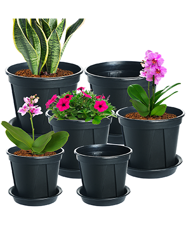 Plant Pot