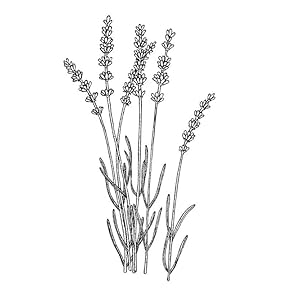 Lavender Geranium Moisture