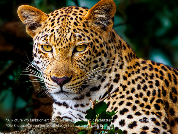 Leopardenbild mit starkem Kontrast zeigt, wie AI Picture Pro die Auflösung verbessert.