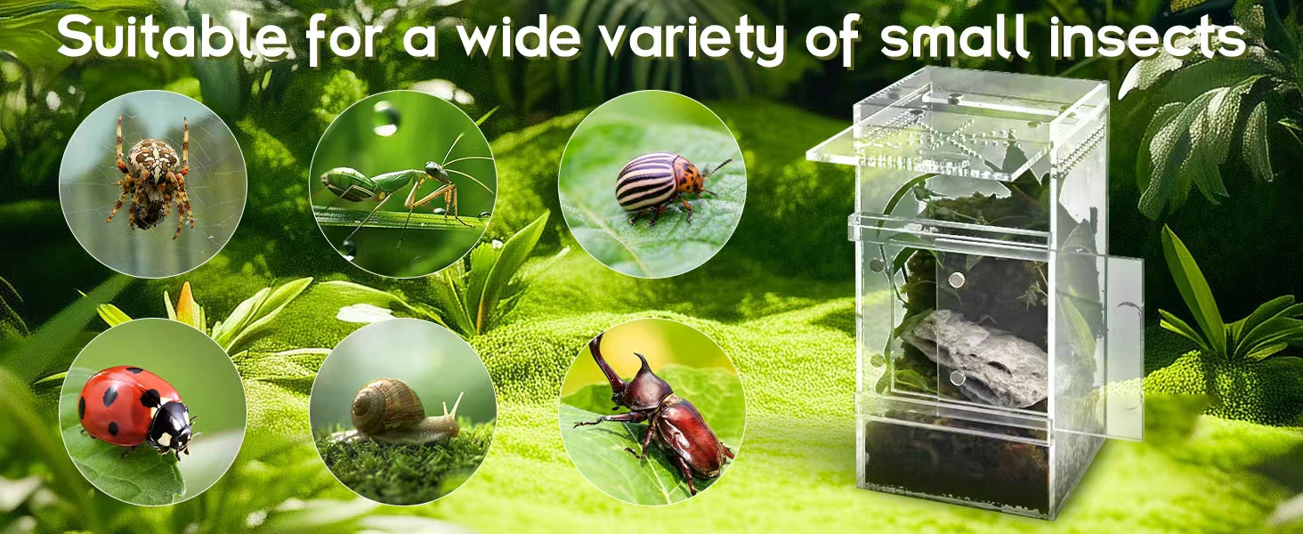 jumping spider enclosure