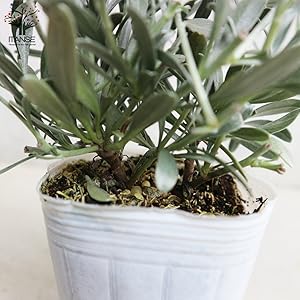 Amazon.co.jp: コンボルブルス クネオルム 3号 2個セット【品種