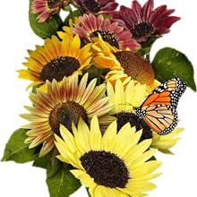 Evening Colors sunflower seeds for planting growing gardening to plant sow sew