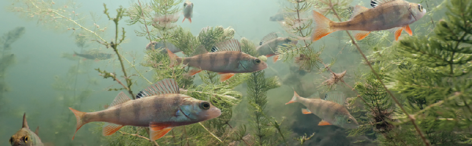 Clear pond without weeds