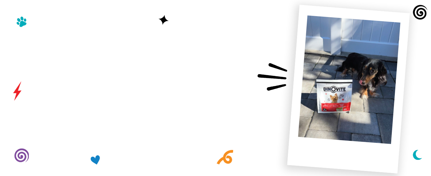 dog supplement, probiotic powder, itchy skin relief, digestive support, healthy coat, omega-3