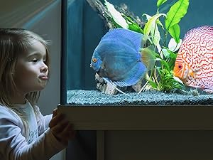 Biotope Aquarium (Freshwater)