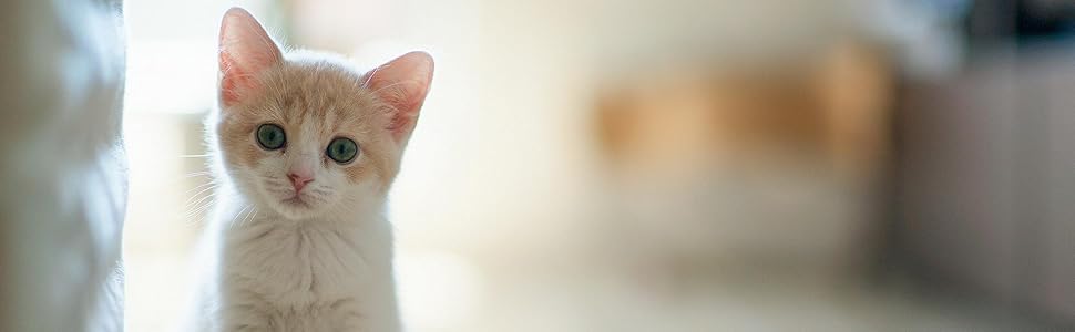 cat food treats storage box canister jar