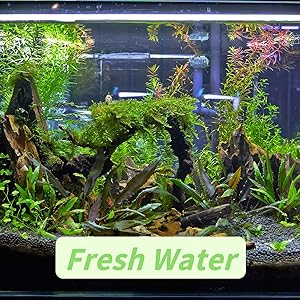 Süßwasseraquarium mit üppigen Grünpflanzen, Treibholz und verschiedenen Wasserflora. Die Textüberlagerung lautet