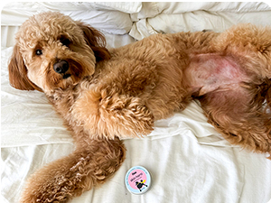 Dog with Finn Skin Hero Tin