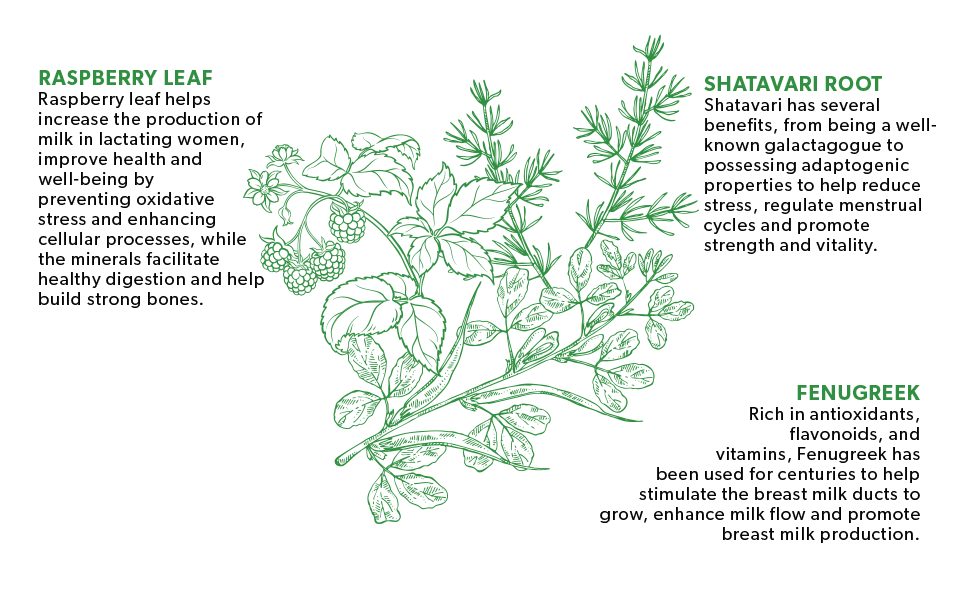 NutraMother - Key Ingredients