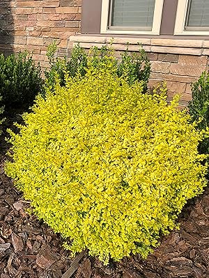 Sunshine Ligustrum