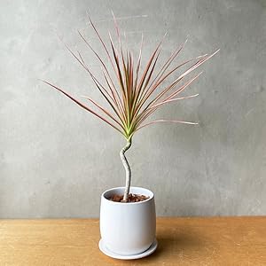希少　大型　ドラセナ　ホワイトボリー　陶器鉢　植え込み発送 希少 大型 ドラセナ ホワイトボリー 陶器鉢 植え込み発送