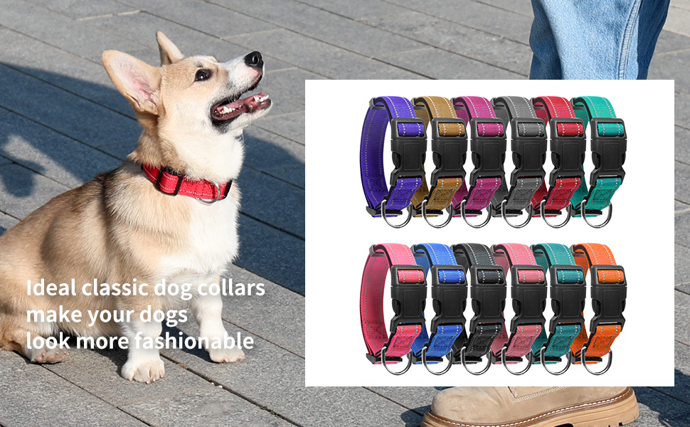 dog collar