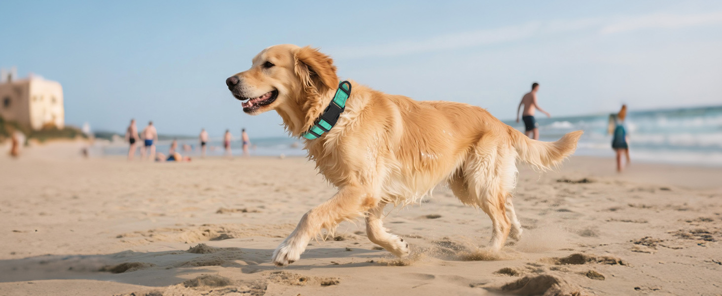 dog collar for large dogs
