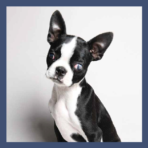 Photograph of dog Mia from Forever Home