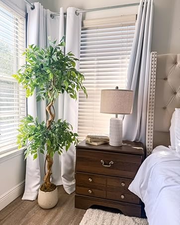 ficus tree