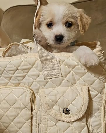 dog carrier for small dogs