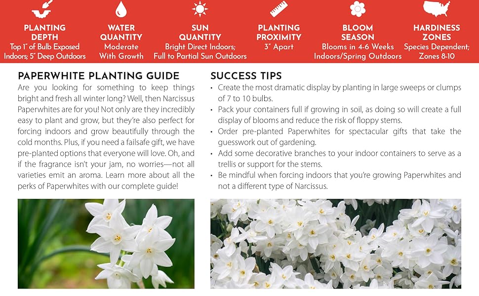 Narcissus Paperwhite 'Ziva' (10 Pack) Value Size Plant