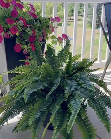 fake fern