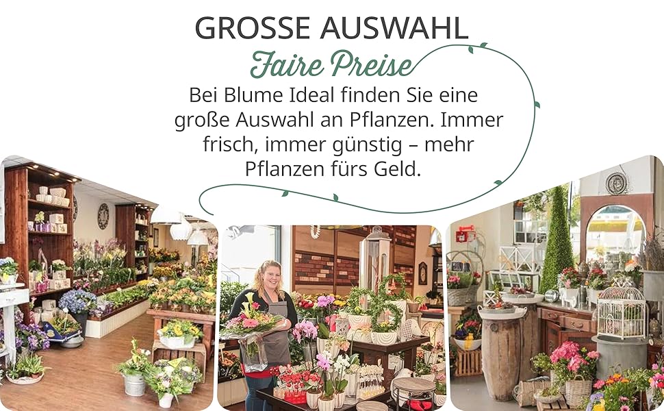 Text auf Deutsch, der Gartenangebote beschreibt. Außenansichten eines Gartencenters oder einer Gärtnerei mit Pflanzenauslagen und Einkaufsbereichen im Freien.
