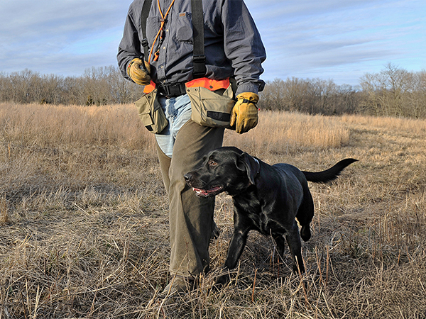 Black lab training with man