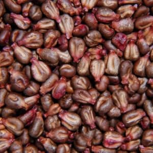 Grapeseed Oil