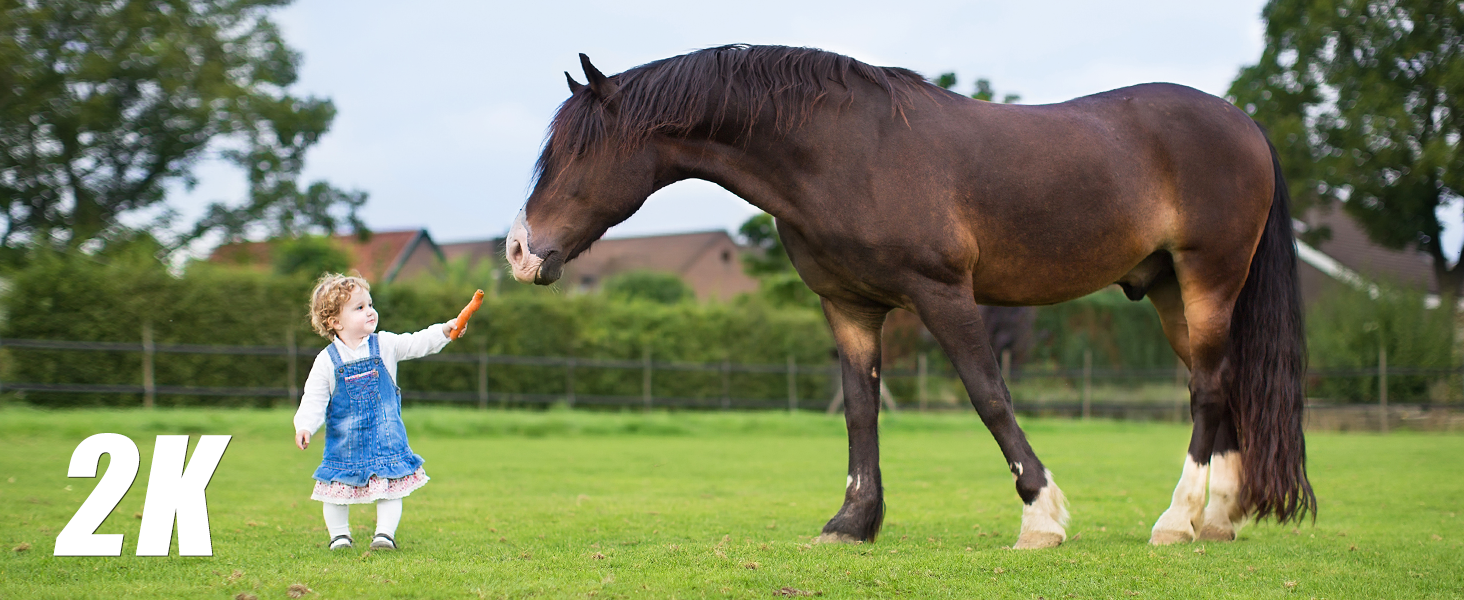 Large brown horse standing in a grassy field, with trees in the background. The horse's mane and tail are dark, and it has white markings on its legs.