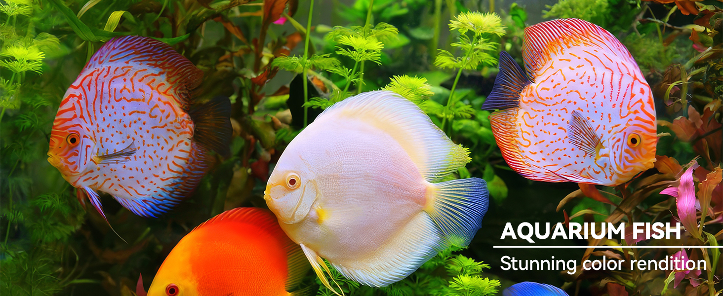 fish light