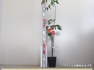 特大果実ライチ 【ジャカパット】接木苗 レイシ　大実 特大果実ライチ 【ジャカパット】接木苗 レイシ 大実