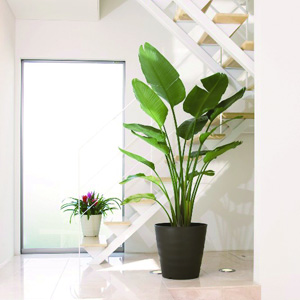 鉢 21cm 137101774.jpg?cmsp_timestamp=