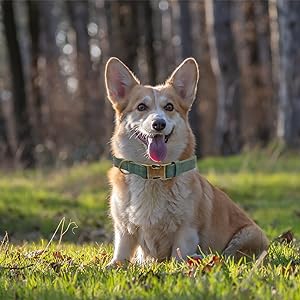 THAIN Soft Leather Dog Collar, Heavy Duty Metal Buckle Padded Dog Collar Quick Release, Adjustable Pet Collar for Small Medium Large Dogs Breeds (Dark Green, M) 18 dog collar